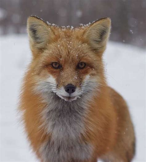 Foxes Imgur Red Fox Fox Amazing Photography
