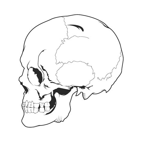 Premium Vector Outline Skull