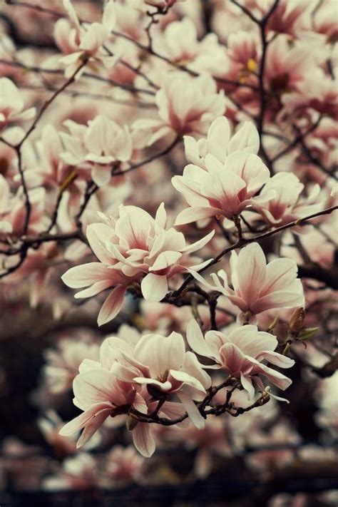 Pin By Христина Казмірчук On 029 Flowers Magnolia Flower Magnolia