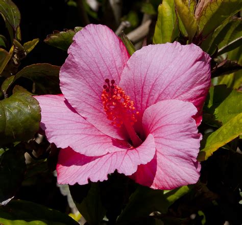 Hibiscus Rosa Sinensis Wikiwand
