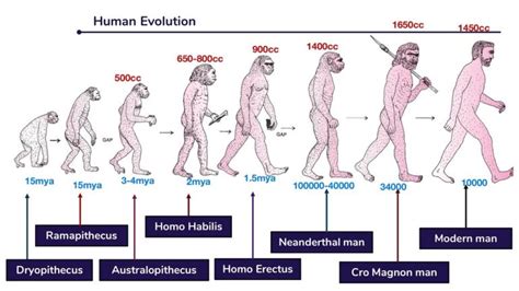 Course Of Evolution Of Modern Man Online Science Notes
