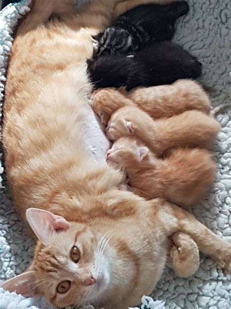 5 Beautiful Kittens For Sale In Ipswich Suffolk Gumtree