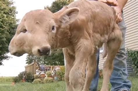 Check 'anak lelaki' translations into english. Anak lembu dengan 2 muka jadi tarikan | NEWSHANGAT