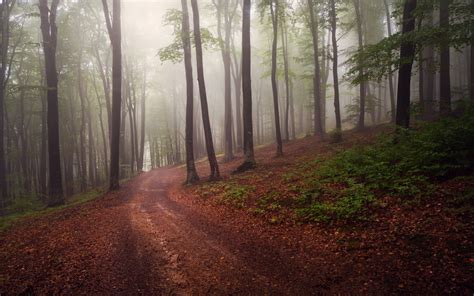 Forest Tree Landscape Nature Autumn Path Trail Road Wallpapers