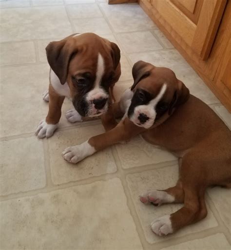 59 Boxer Puppies For Sale Price Pic Bleumoonproductions
