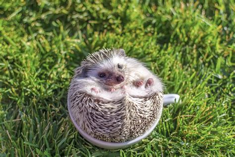 40 Adorable Hedgehog Pictures Readers Digest