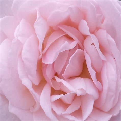 Romantic Pink Rose Photograph By Joanne Elizabeth Fine Art America