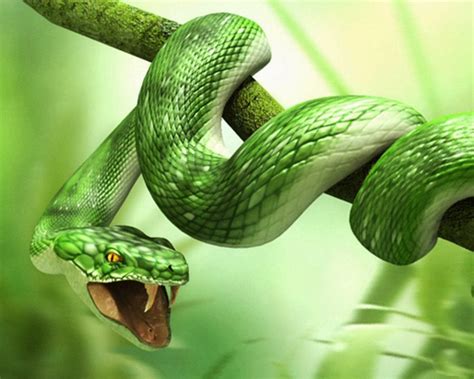 Snakes don't need to eat as often as other animals because they have a very slow metabolism rate. World Best Dangerous Snake HD Wallpapers - HD Wallpapers Blog