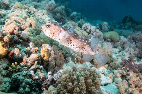 Puffer Fish Pufferfish On Coral Reef In Red Sea With Diver And Bubbles