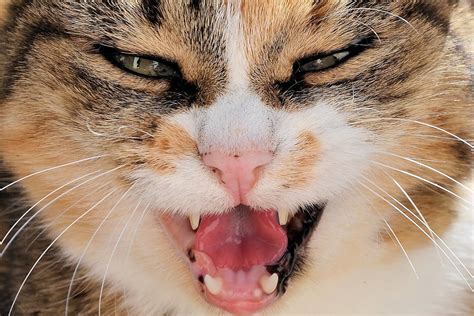 1,073 отметок «нравится», 13 комментариев — james the lykoi (@james_the_lykoi) в instagram: Why does my cat bite me unprovoked? - Vet Help Direct