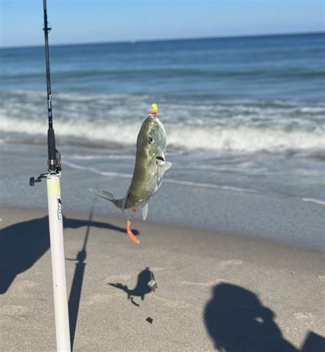 What is this fish? Fished in Florida : r/Fish
