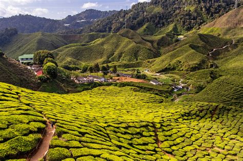 Malaisie Les Cameron Highlands Entre Thé Et Randonnée