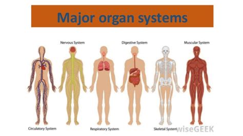 The digestive system primarily consists of mouth, stomach, the small and large intestines and rectum. Major organ systems (3)