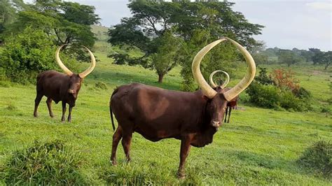 Ankole Cows In Uganda Rwanda Ankole Cattle Uganda Safaris Tours