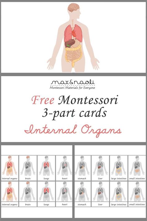 Maybe you would like to learn more about one of these? 36 best images about Montessori Science - Botany & Zoology ...