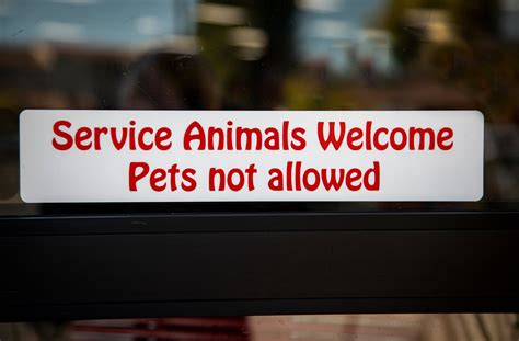 How To Find An Airbnb That Allows Pets [Airbnb's Pet Policy