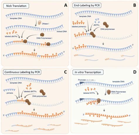 In situ hybridization - Advancements and more - Blog