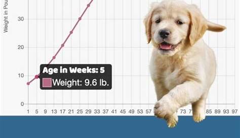 Interactive Golden Retriever Growth Chart and Calculator - Puppy Weight