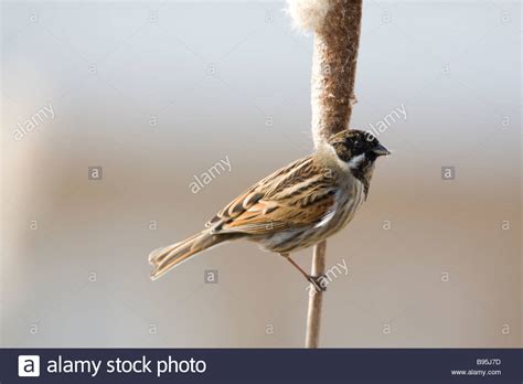 Male Reed Bunting Emberiza Schoeniclus On Greater Reedmace Typha