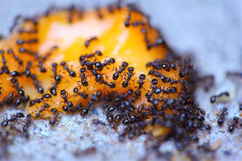 The diet may help to reduce the number or severity of seizures and may have other positive effects. How To Eliminate Ants From Your Home Cheaply And Naturally