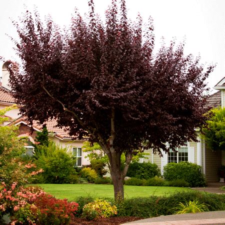 Fast growing flowering trees nj. Thundercloud Plum Tree | Flowering plum tree, Fast growing ...