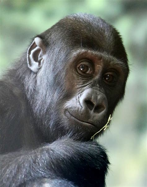 Meet The Gorillas Louisville Zoo