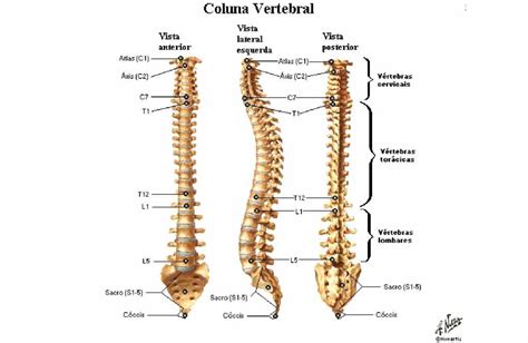 Anatomia Da Coluna Vertebral Learnbraz