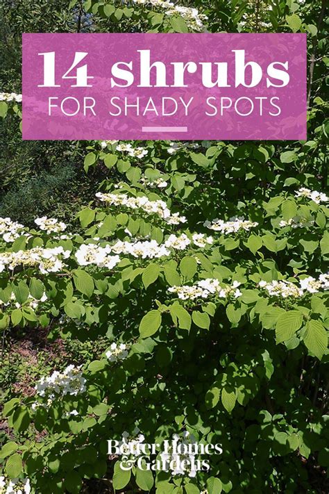 Full Shade Shrubs Shade Evergreen Shrubs Tall Shade Plants Flowering