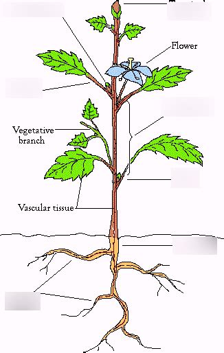 Structure Of A Dicot Plant Diagram Quizlet
