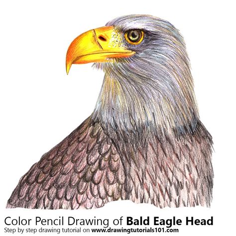 Bald Eagle Head Colored Pencils Drawing Bald Eagle Head With Color