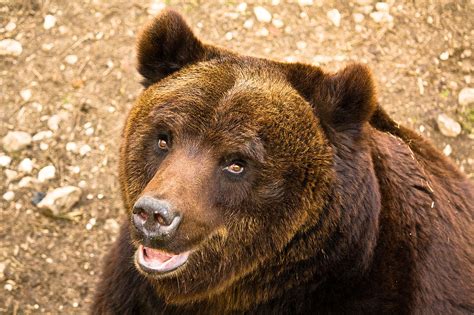 Marsican Appenine Brown Bear Bear Conservation