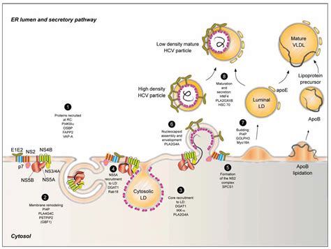 There is a printable worksheet available for download here so you can take the quiz with pen and paper. Biology | Free Full-Text | Hepatitis C Virus Life Cycle ...