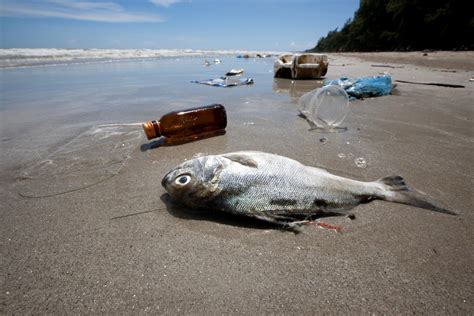 Plastic Pollution Is Clear To See But The Invisible Threats Need Our