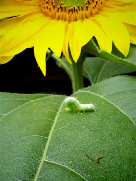 Sunflower Pollen Inchworm Plant Leaves Inch Worm Plants