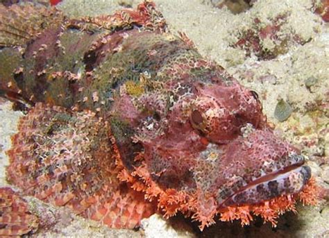 Stonefish Worlds Most Venomous Fish Animal Pictures And Facts