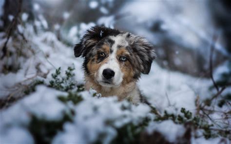 Download Wallpapers Cute Dog Australian Shepherd Dog Forest Winter