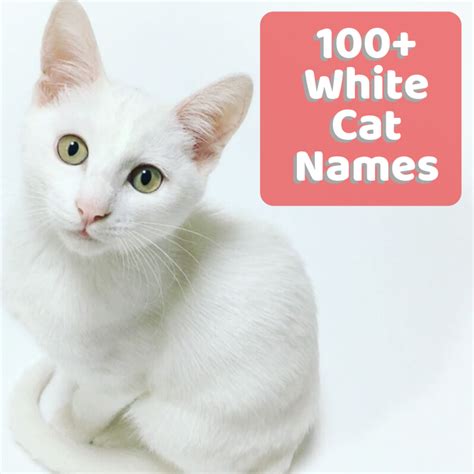 Scroll down for inspired female cat names, male cat names, and more unique cat names. 100+ Unusual and Unique Names for White Cats and Kittens ...