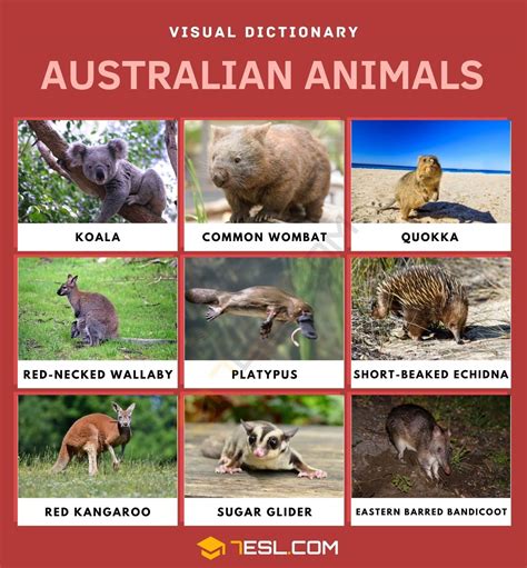 21 Cute Australian Animals Millerkishanth