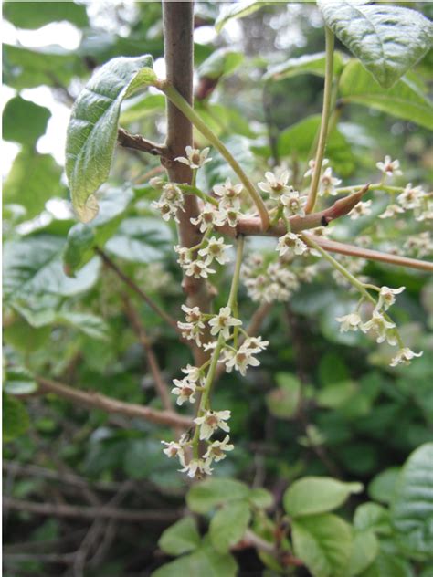 What is the difference between poison oak and poison ivy? Pacific Poison Oak, Toxicodendron diversilobum | Native ...