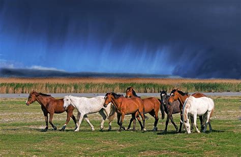 Herd Of Horses Digital Art By Robert Maier Fine Art America