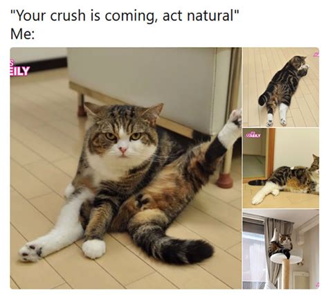 10 Hilarious Animal Memes That Will Make Your Day So Much