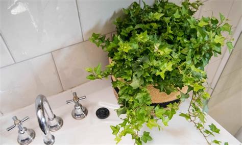 16 Best Plants That Thrive In Your Bathroom