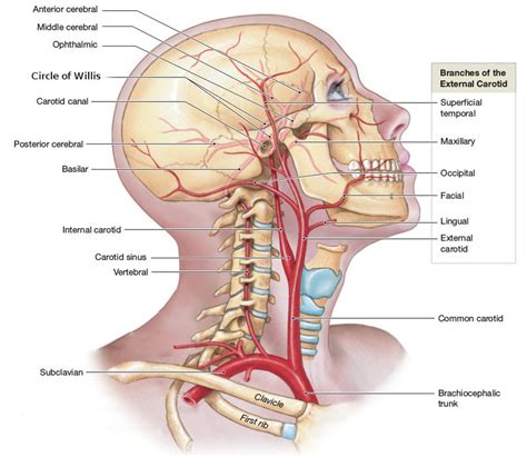 Figure Drawing Of The Arteries In The Head And Neck Shown As Seen