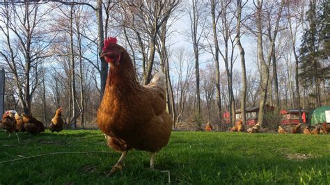 Rhode Island Red Sex Link Chicken Hen Hazelman Farms