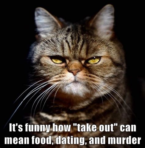 25 Funny Cat Memes From Lolcats On Cheezburger Cat Quotes Funny