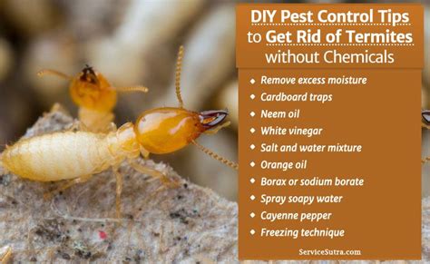 Effective And Natural Ways To Eliminate Termites