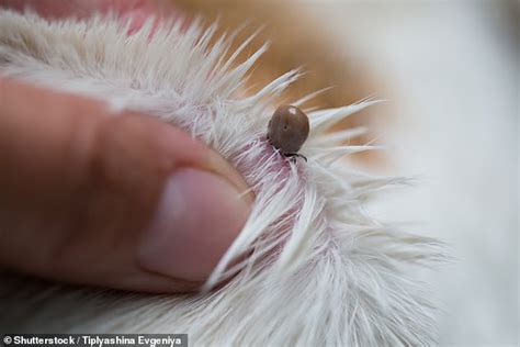 Dog Killing Disease Canine Ehrlichiosis Spread By Ticks Surfaces In A