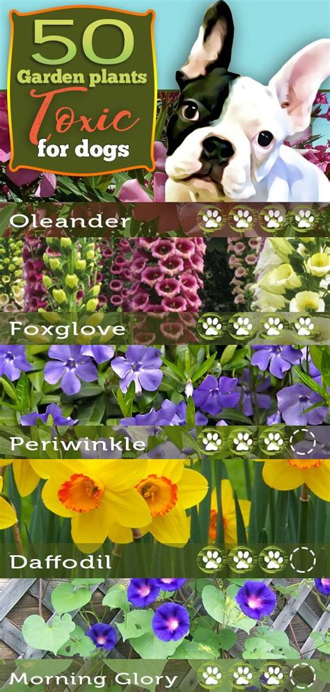 May cause a skin allergy. 50 Garden Plants Toxic to Dogs - It's surprising that so ...