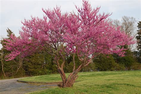 Redbud Is Ready For Spring Virginia Native Plant Society