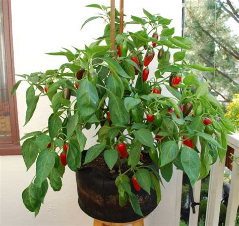 How To Grow And Care For Bell Peppers In Containers